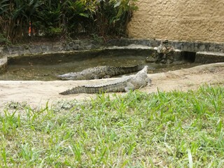 cocodrilo 
