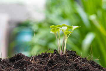 Close up of kale sprout growth on the soil.