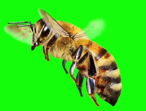 Honey bee in flight. Cyclic animation.  Green Screen.