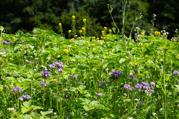 Blue Tansy also called Phacelia tanacetifolia or rainfarn phazelie