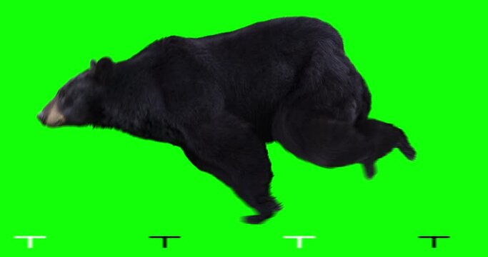 American black bear running on green screen for easy chroma keying. An isolated animal video allows to add background in post-production. Element for visual effects.