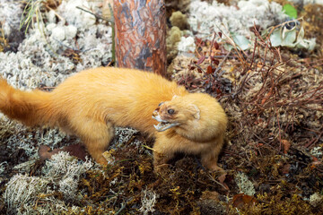 The ferret is Siberian in the woods. Mustela sibirica. Hiding for hunting.