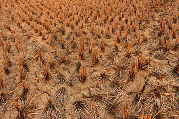 Rice stubble in dry field, Agricultural Field, Cereal Plant, Dirt, Farm. After harvesting