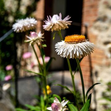fleurs aux nombreux pétales blancs-5
