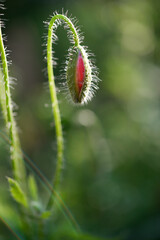 Beautiful wild poppy flowers in buds close up