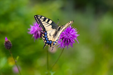 Schwalbenschwanz Papilio machaon Schmetterling Ritterfalter Papilionidae Farben Flügel Insekt Schönheit groß Fühler Blüte Bestäubung Makro Nahaufnahme Distel magenta Segelfalter Augenflecken