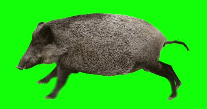 Wild boar gallop runs. Animation is cyclic and isolated. Green Screen