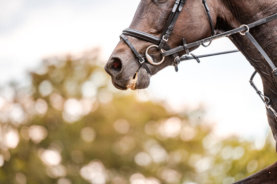 Detail of horse during horse showjumping competition. Close up photo of horse accesories, saddle, bridle, stirrups.