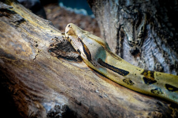 Madagascar boa in tropical forest