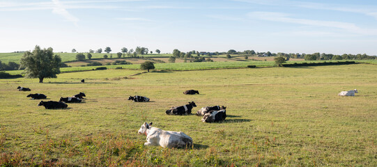 Fototapeta na wymiar cows in the north of france near saint-quentin and valenciennes