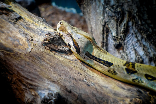 Madagascar boa in tropical forest