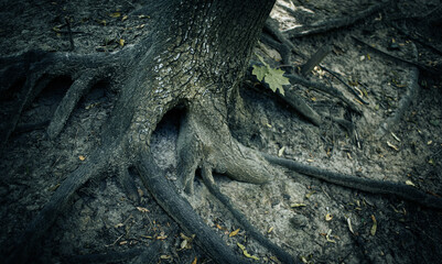 Dramatic light on the roots of an old tree.