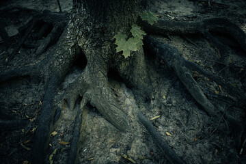 Dramatic light on the roots of an old tree.