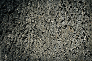 Textured tree bark. Background image to add text.