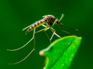 Dangerous Malaria Infected Mosquito Bite on Green Leaf. Leishmaniasis, Encephalitis, Yellow Fever, Dengue, Malaria Disease, Mayaro or Zika Virus Infectious Culex Mosquito Parasite Insect Macro.