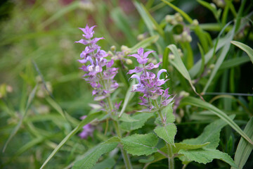Fototapeta premium Consolida (sykiriki, wildlife), flowers in the garden