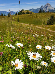 słoneczne letnie górskie wzgórza obrośnięte kwiatami na których siedzą pszczoły © Malgorzata