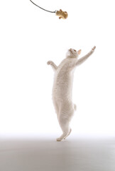 ダンスポーズをキメル白猫、白背景