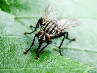 Exotic Drosophila Fly Diptera Parasite Insect on Plant Leaf Macro