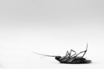cucaracha muerta 