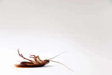 cucaracha muerta 
