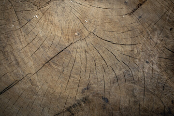 Fototapeta premium Wooden textured background. Old wood texture, place for add text. Top view.