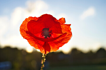 red poppy flower