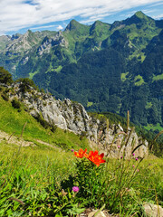 Droga z Fronalpstock do Klingenstock, Alpy, Szwajcaria - obrazy, fototapety, plakaty