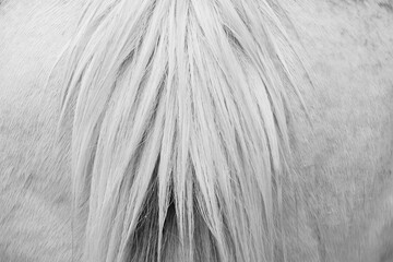 Abstract view of black and white texture of horse tail hair close up.