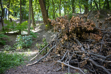Remains after cutting down trees in the forest. Ecology, deforestation.