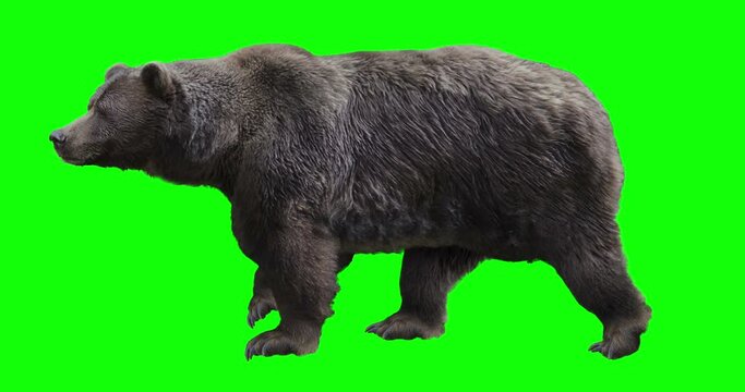 Grizzly walking on green screen for easy chroma keying. Isolated brown bear video allows to add background in post-production. Element for visual effects.
