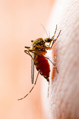 Malaria Infected Culex Mosquito Bite, Leishmaniasis, Encephaliti