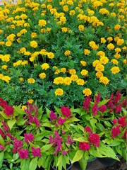 flowers in the garden