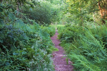 Path to green space