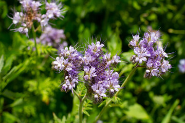 Blue Tansy also called Phacelia tanacetifolia or rainfarn phazelie
