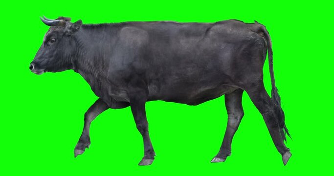Black bull walking on a transparent background. Cyclic animation. Green Screen. Can also use as a silhouette.
