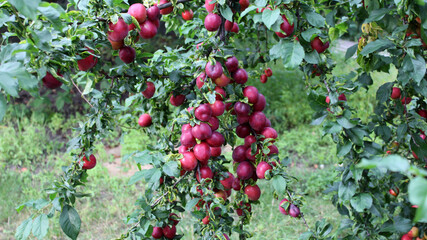 Delicious ripe plums on the branches of a tree in the garden. Ripe plums hanging from a tree branch ready to be harvested.