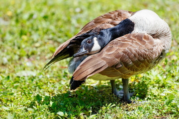 A wild goose with brown plumage lays its head under its wing against a background of green grass.