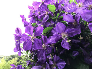 満開のクレマチス