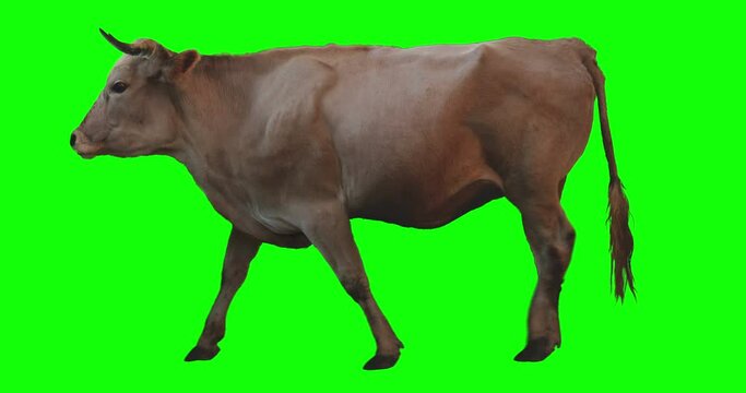 Brown bull walking on a transparent background. Cyclic animation. Green Screen. Can also use as a silhouette.