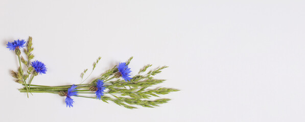 blue cornflowers on white background