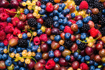 Fototapeta na wymiar Gooseberries, blueberries, mulberry, raspberries, white and red currants.