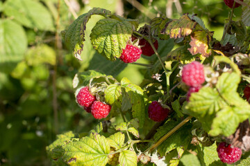 A ripe hanging bunch of red raspberries.