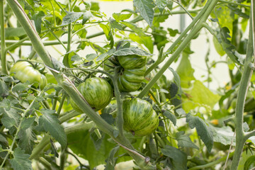 a green tomato hanging from a Bush