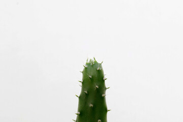 abstracción de hojas y plantas