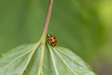 Red ladybug on a green leaf