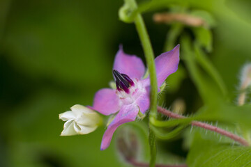 beautiful garden flowers close up