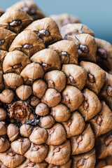 Pine cone texture. Abstract background