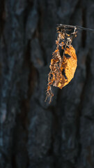 Dried yellow autumn leaf on wood background