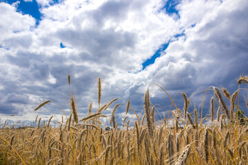 
dark clouds over a field of ripe grain before harvest

